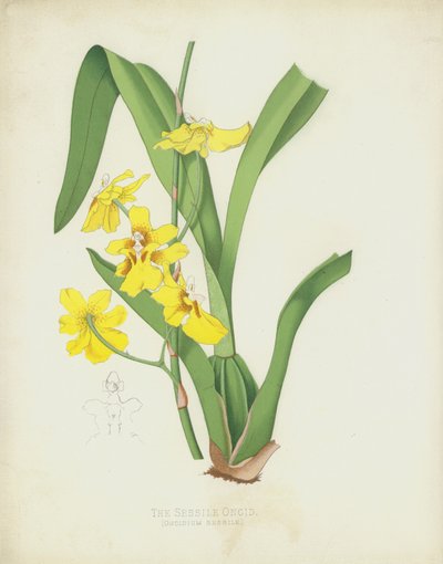 Sessile Oncid, Oncidium Sessile by English School